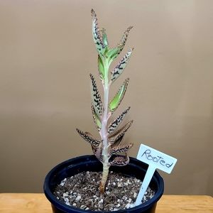 Rooted Mother Of Thousands Succulent Plant